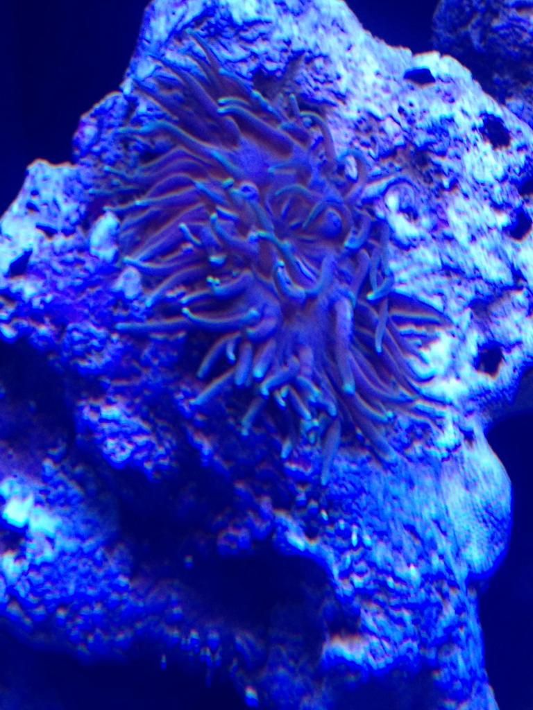 First anemone...need some help with it's looks. | The Reef Tank